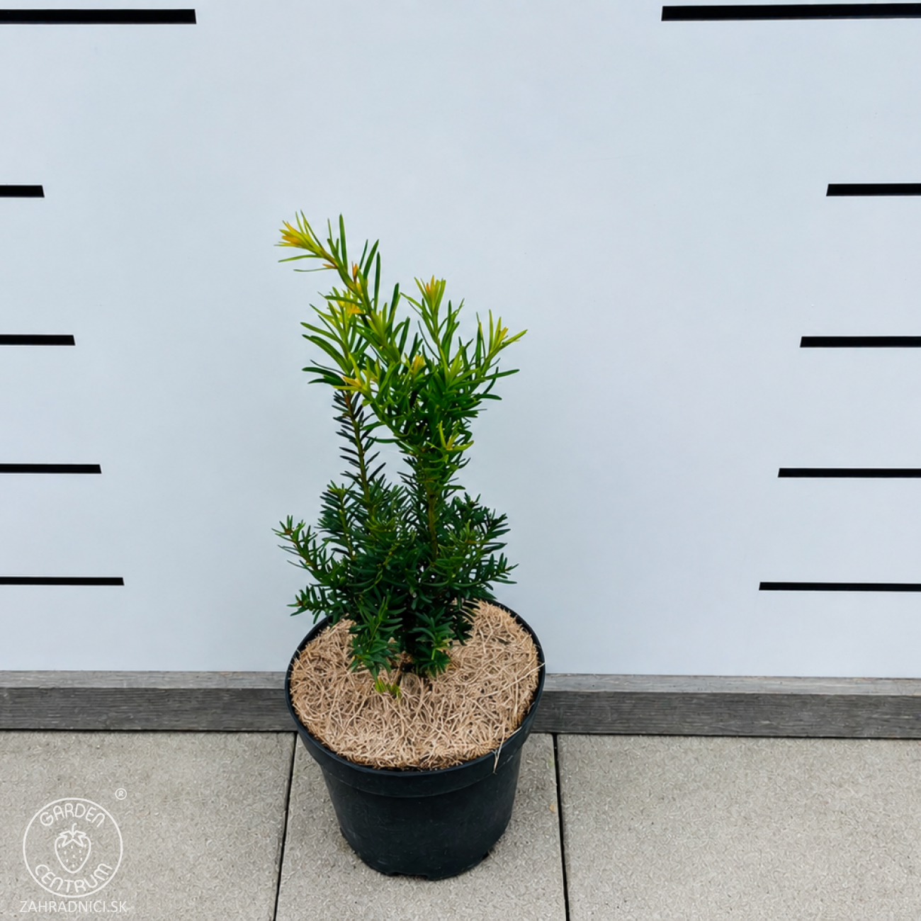 Obrázok Tis obyčajný (Taxus x media) ´FARMEN´ - výška 20-30 cm, kont. C2L